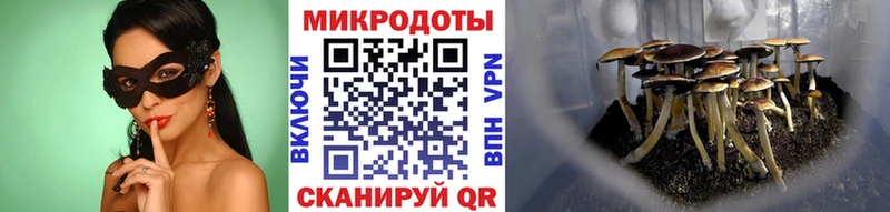 цена   Томск  Псилоцибиновые грибы Psilocybine cubensis 